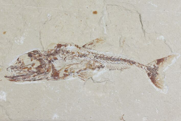 Cretaceous Predatory Fish (Eurypholis) - Lebanon #112653